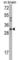Capping Actin Protein Of Muscle Z-Line Subunit Beta antibody, abx031771, Abbexa, Western Blot image 