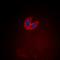 ACK1 antibody, orb304637, Biorbyt, Immunofluorescence image 