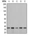 Cyclin C antibody, orb377967, Biorbyt, Western Blot image 