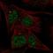 AT-Hook Transcription Factor antibody, NBP2-56850, Novus Biologicals, Immunocytochemistry image 