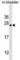 TPD52 Like 1 antibody, abx030532, Abbexa, Western Blot image 