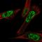 Cbl Proto-Oncogene Like 1 antibody, NBP1-83588, Novus Biologicals, Immunofluorescence image 