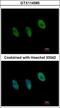 Nuclear Transcription Factor Y Subunit Beta antibody, GTX114585, GeneTex, Immunocytochemistry image 