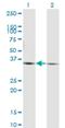 Peroxisomal Biogenesis Factor 19 antibody, H00005824-M07, Novus Biologicals, Western Blot image 