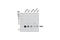 Rho Family GTPase 3 antibody, 3664S, Cell Signaling Technology, Western Blot image 