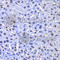 Transcription Factor EB antibody, A7311, ABclonal Technology, Immunohistochemistry paraffin image 