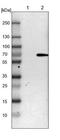 Protein Tyrosine Phosphatase Non-Receptor Type 6 antibody, NBP1-83276, Novus Biologicals, Western Blot image 