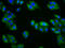 Kirre Like Nephrin Family Adhesion Molecule 3 antibody, LS-C680733, Lifespan Biosciences, Immunofluorescence image 