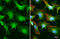 Paxillin antibody, GTX633633, GeneTex, Immunofluorescence image 
