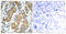 Glycogen Synthase Kinase 3 Alpha antibody, LS-C199030, Lifespan Biosciences, Immunohistochemistry frozen image 