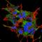 Cholecystokinin antibody, orb10260, Biorbyt, Immunofluorescence image 
