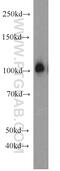 Exocyst Complex Component 1 antibody, 11690-1-AP, Proteintech Group, Western Blot image 