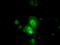 Tetratricopeptide Repeat Domain 32 antibody, TA501343, Origene, Immunofluorescence image 