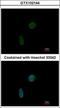 CDKN1A Interacting Zinc Finger Protein 1 antibody, GTX102144, GeneTex, Immunofluorescence image 