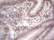 MutL Homolog 1 antibody, LS-C339449, Lifespan Biosciences, Immunohistochemistry frozen image 