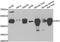 4-Hydroxyphenylpyruvate Dioxygenase antibody, orb247468, Biorbyt, Western Blot image 