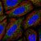 Sterile Alpha And TIR Motif Containing 1 antibody, HPA024759, Atlas Antibodies, Immunofluorescence image 