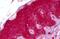 Glycoprotein Nmb antibody, MBS245605, MyBioSource, Immunohistochemistry frozen image 