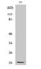 Mitochondrial Ribosomal Protein S25 antibody, STJ94248, St John