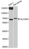 Solute Carrier Family 30 Member 1 antibody, LS-C747627, Lifespan Biosciences, Western Blot image 