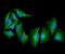 Keratin-17 antibody, NBP2-42619, Novus Biologicals, Immunofluorescence image 