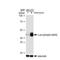 Jun Proto-Oncogene, AP-1 Transcription Factor Subunit antibody, GTX00960, GeneTex, Western Blot image 