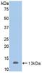 Mucin 2, Oligomeric Mucus/Gel-Forming antibody, LS-C295438, Lifespan Biosciences, Western Blot image 