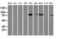General Transcription Factor IIF Subunit 1 antibody, LS-C173333, Lifespan Biosciences, Western Blot image 
