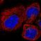 Transmembrane P24 Trafficking Protein 10 antibody, HPA047139, Atlas Antibodies, Immunofluorescence image 