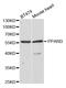 Peroxisome Proliferator Activated Receptor Delta antibody, A5656, ABclonal Technology, Western Blot image 