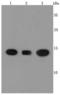 Peptidylprolyl Isomerase A antibody, A01308-1, Boster Biological Technology, Western Blot image 