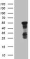 Basic Helix-Loop-Helix Family Member E41 antibody, LS-C790869, Lifespan Biosciences, Western Blot image 