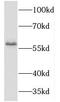 T-box transcription factor TBX6 antibody, FNab08542, FineTest, Western Blot image 