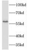 T-Box 6 antibody, FNab08542, FineTest, Western Blot image 