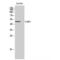 C-Terminal Binding Protein 1 antibody, LS-C382942, Lifespan Biosciences, Western Blot image 