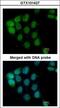 A-Raf Proto-Oncogene, Serine/Threonine Kinase antibody, LS-C185401, Lifespan Biosciences, Immunocytochemistry image 