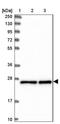 Mesoderm Development LRP Chaperone antibody, NBP1-88555, Novus Biologicals, Western Blot image 