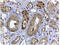 HIF3A antibody, AP33233PU-N, Origene, Immunohistochemistry paraffin image 