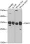 Proteasome Inhibitor Subunit 1 antibody, GTX54613, GeneTex, Western Blot image 