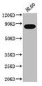 PeP antibody, CSB-PA018664LA01HU, Cusabio, Western Blot image 