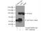 Nibrin antibody, 55025-1-AP, Proteintech Group, Immunoprecipitation image 