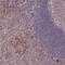 TNF Superfamily Member 12 antibody, NBP2-46811, Novus Biologicals, Immunohistochemistry frozen image 
