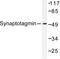 Synaptotagmin 1 antibody, LS-C176230, Lifespan Biosciences, Western Blot image 