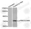 Protein Kinase C Theta antibody, AP0192, ABclonal Technology, Western Blot image 