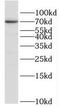 DNA Polymerase Alpha 2, Accessory Subunit antibody, FNab06605, FineTest, Western Blot image 