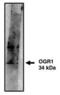 G Protein-Coupled Receptor 68 antibody, PA1-12713, Invitrogen Antibodies, Western Blot image 