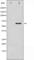 SMAD Family Member 1 antibody, abx011712, Abbexa, Western Blot image 