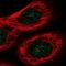 Four And A Half LIM Domains 3 antibody, NBP1-91899, Novus Biologicals, Immunocytochemistry image 