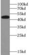 TRAF-interacting protein antibody, FNab08924, FineTest, Western Blot image 