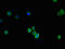 Collagen Type IV Alpha 1 Chain antibody, LS-C211971, Lifespan Biosciences, Immunofluorescence image 